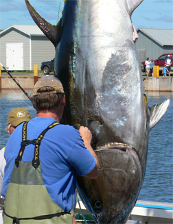 PEI Tuna