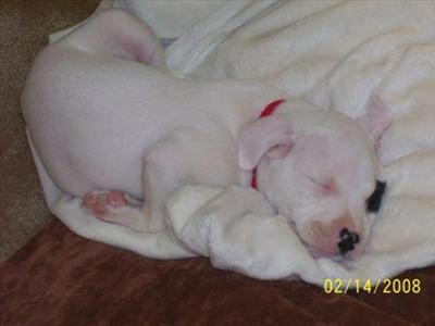 7 week pup