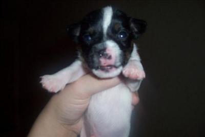 puppy; 1 week