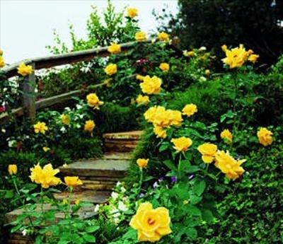 AŞK YOLUM
