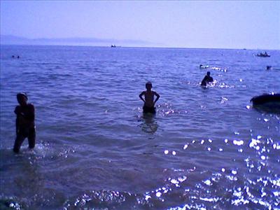 hayvan,bira