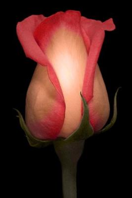 flower1