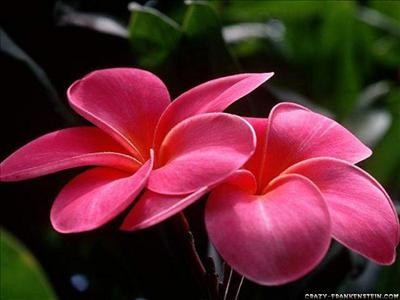 flower3