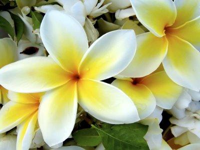 flowe7