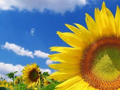 flowe6