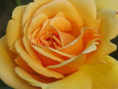 flower4