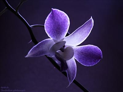 flower2