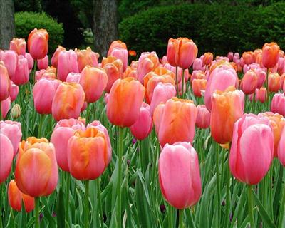 flower5