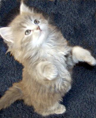 SIBERIAN