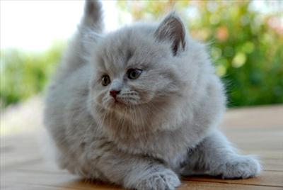 BRITISH LONGHAIR
