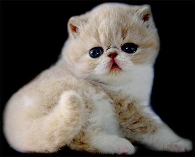 EXOTIC SHORTHAIR