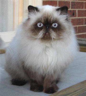 HIMALAYAN