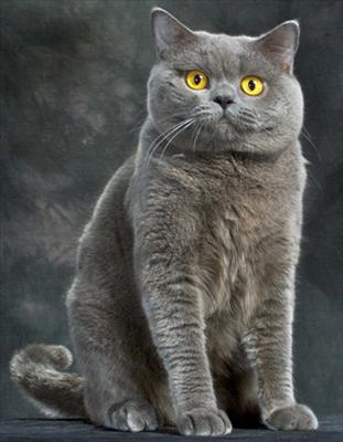 BRITISH SHORTHAIR