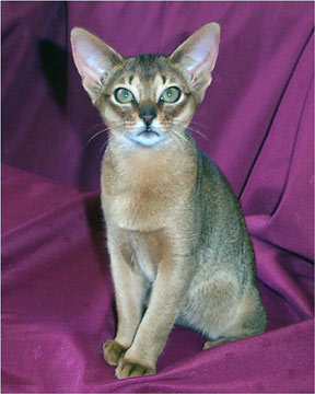 ABYSSINIAN