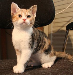 AMERICAN WIREHAIR