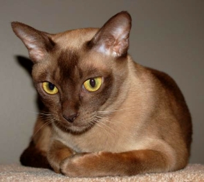 BURMESE