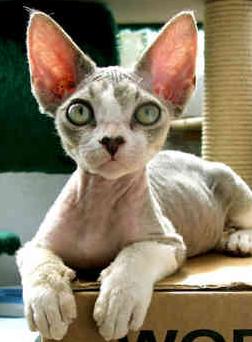 DEVON REX
