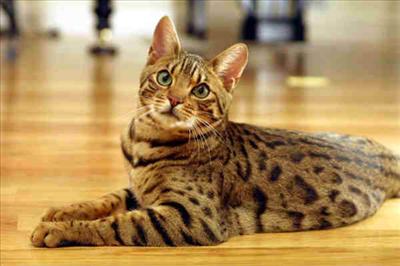 BENGAL