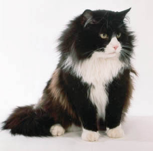 NORWEGIAN FOREST CAT