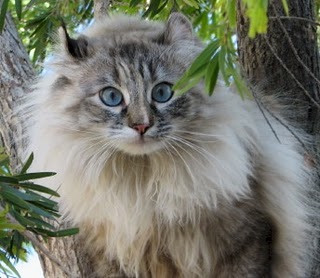 AMERICAN CURL LONGHAIR