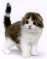 SCOTTISH FOLD