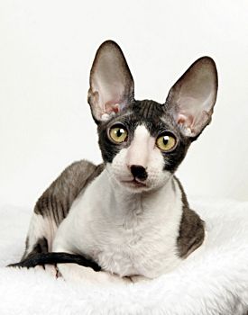 CORNISH REX