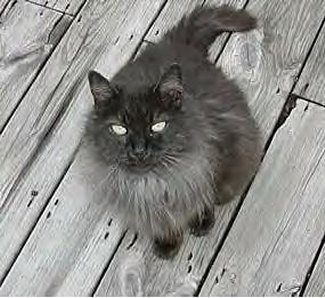 BRITISH LONGHAIR