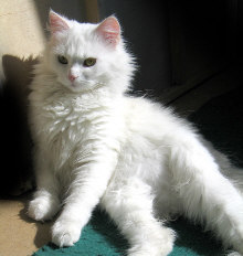 TURKISH ANGORA