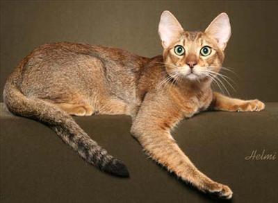 CHAUSIE