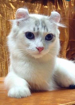 AMERICAN CURL