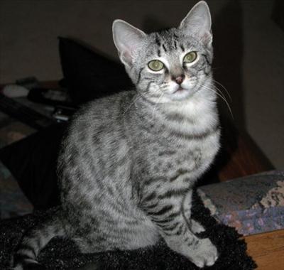 EGYPTIAN MAU