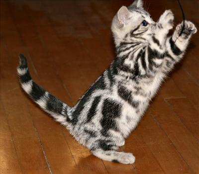 AMERICAN SHORTHAIR
