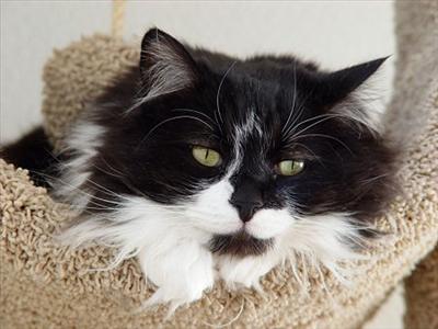 DOMESTIC LONGHAIR