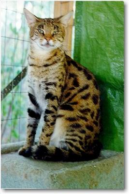 BOBCAT