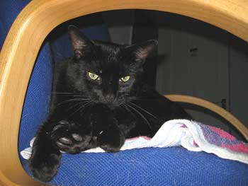 BOMBAY CAT