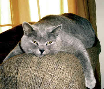 CHARTREUX
