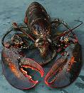 Lobster