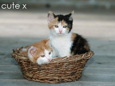 kitten in a box