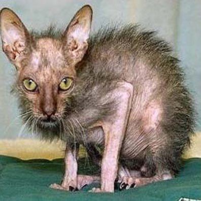 Ugly Cat
