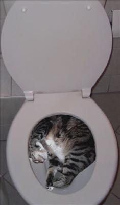 Toilet Cat