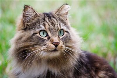 Main Coon