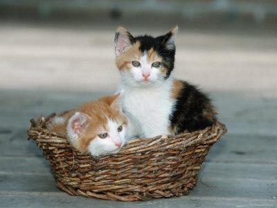 Kittens