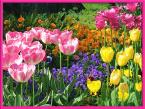 Assorted Flowers