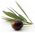 Olive Tree