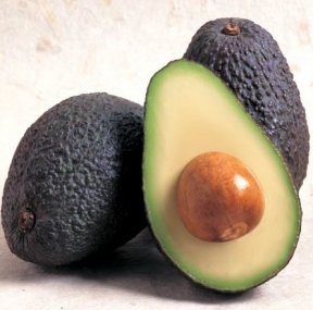 Avocado Tree
