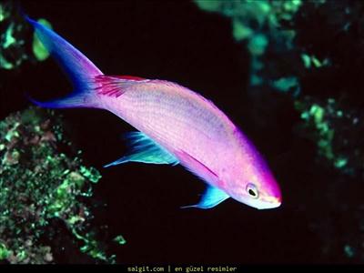 Pembe Damsel 