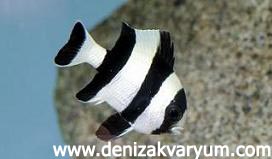 4 Çizgili Damsel 