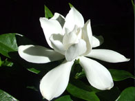 gardenya
