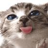 kitten