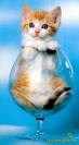 cute kitten